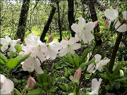 Rhododendron schlippenbachii unter Pappeln