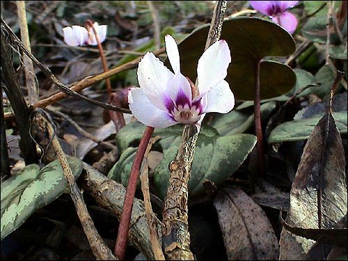 Cyclamen coum, Alpenveilchen