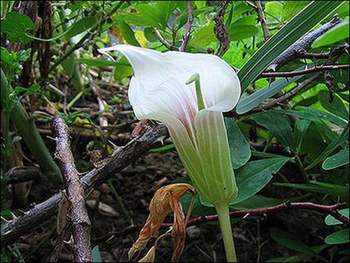 Eigenartige Schönheit: Arisaema candidissimum