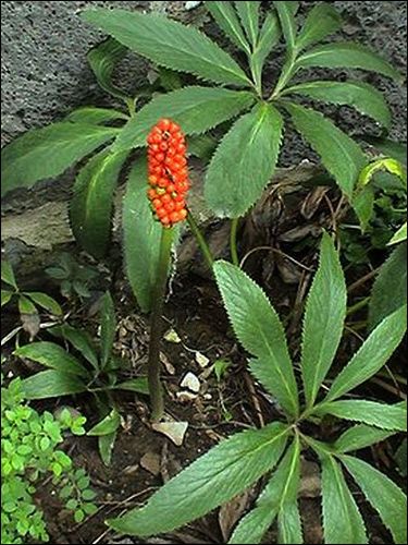 Fruchtstand von Arum italicum, Italienischer Aronstab