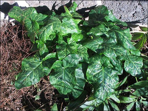 Arum italicum, Italienischer Aronstab