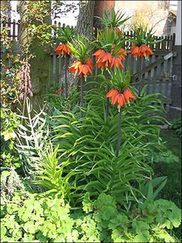 Persisch kaiserliches: Fritillaria persica und Fritillaria imperialis