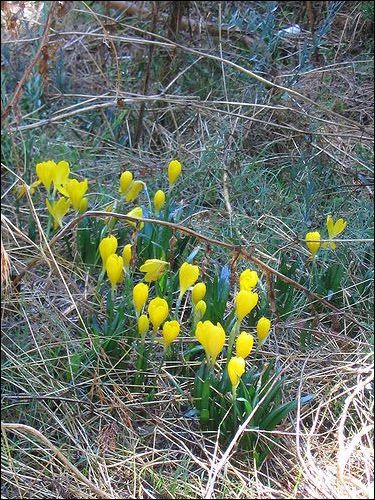 Herbst-Goldbecher, Sternbergia lutea