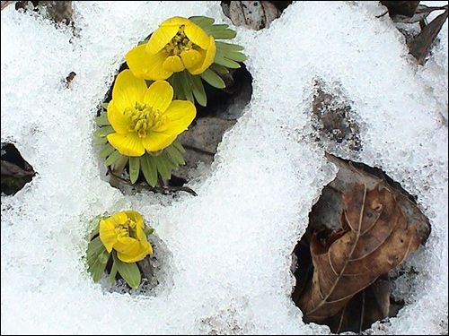 Vermehrungsfreudig: Winterling, Eranthis