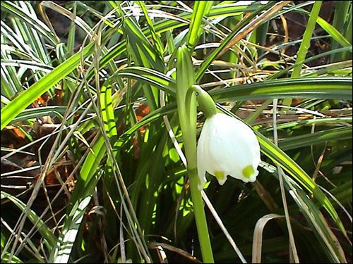 Märzenbecher oder auch Frühlingsknotenblume, Leucojum vernum