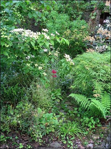 Zugewachsener Gartenweg