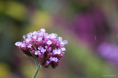 Makroaufnahme mit Micro-Nikkor 60 mm: Betropfte Verbena bonariensis-Blüte