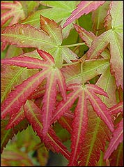 Acer Wilsons Pink Dwarf