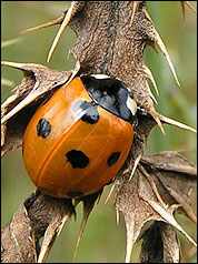 Coccinella septempunctata