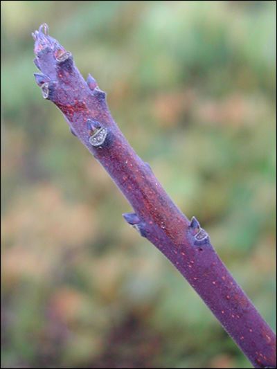 Cotinus coggygria - typischer, blaubereifter Trieb