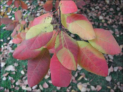 Cotinus coggygria Wildform - herbstliche Malerei