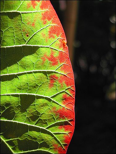 Cotinus obovatus Blattdetail