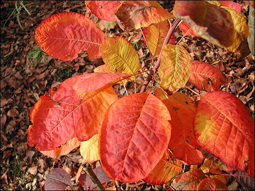 Cotinus obovatus - Herbstfeuer