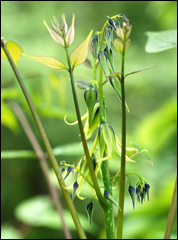 Decaisnea fargesii