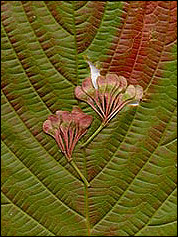 Euptelea polyandra - Schönulme