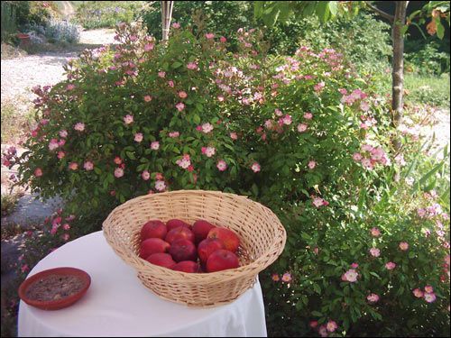 Stilleben mit Äpfeln und Rose