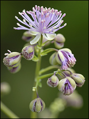 Thalictrum aquilegifolium - akeleiblättrige Wiesenraute