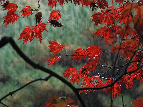 Herbstfärbung - Acer japonicum ‘Aconitifolium’
