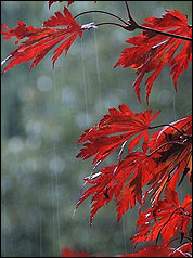 Acer aconitifolium im Regen