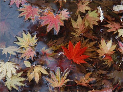 Herbstfärbung - Acer shirasawanum aureum, Goldahorn in Pfütze