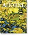 Ahorne