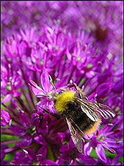 Garten-Forum von Garten-pur - Hinweise zur Benutzung - Die Abbildung zeigt eine Hummel auf Allium aflatulense