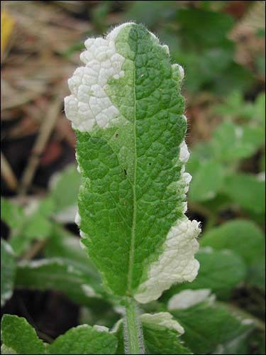 Ananasminze, Mentha suaveolens 'Variegata'