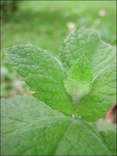 Apfelminze, Mentha rotundifolia