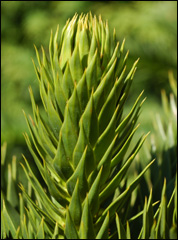 Araucaria araucana