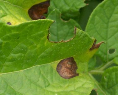 Phytophthora infestans an einem Kartoffelblatt