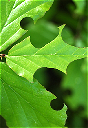 Spuren der Blattschneiderbiene (Megachile) an Parrotia persica