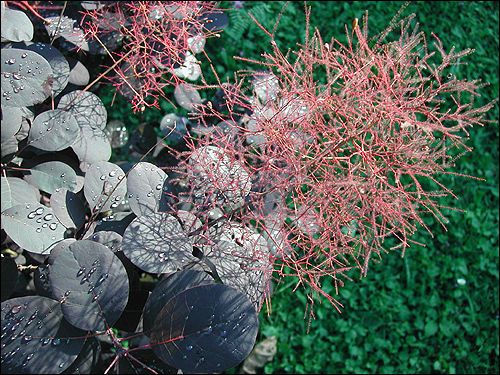 Cotinus coggygria 'Royal Purple' - Fruchtstand
