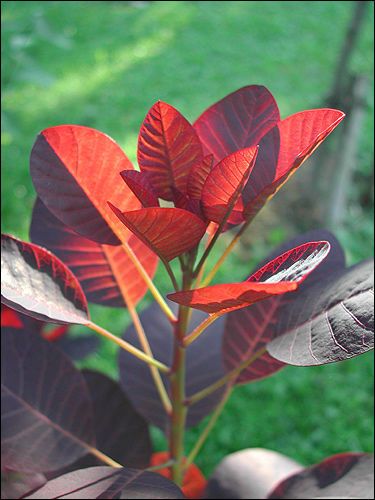 Cotinus coggygria 'Royal Purple' - Laub