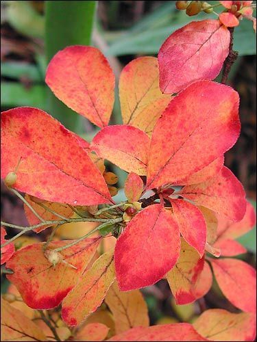 Herbstfärbung - Enkianthus campanulatus, Prachtglocke