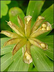 Eranthis-Blüte Elisbeth