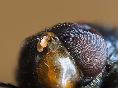 4:1 Makro - Stack aus 12 - Fliegenauge