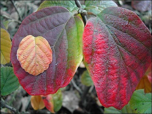 Herbstfärbung - Fothergilla major, Federbuschstrauch