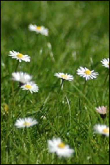 Ausdauerndes Gänseblümchen, Bellis perennis