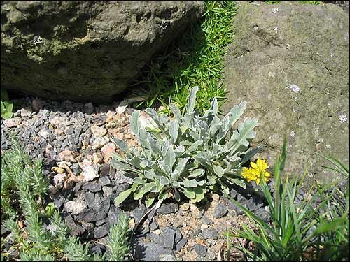 Senecio incanus ssp. carniolicus