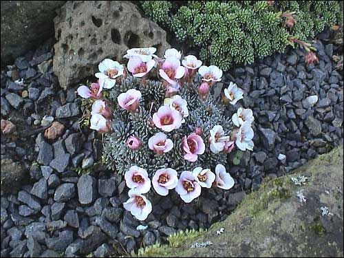 Saxifraga