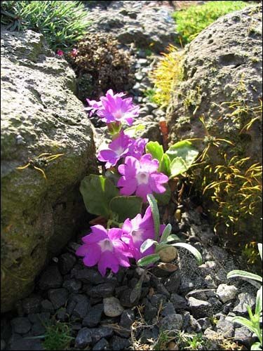 Steingarten - Primula hirsuta