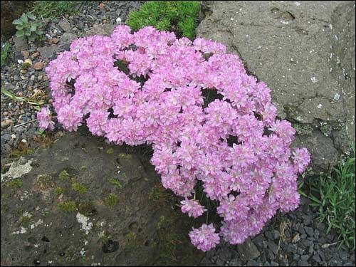 Steingarten - Armeria juniperifolia