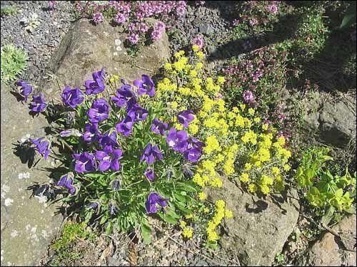 Steingarten - Campanula aucherii