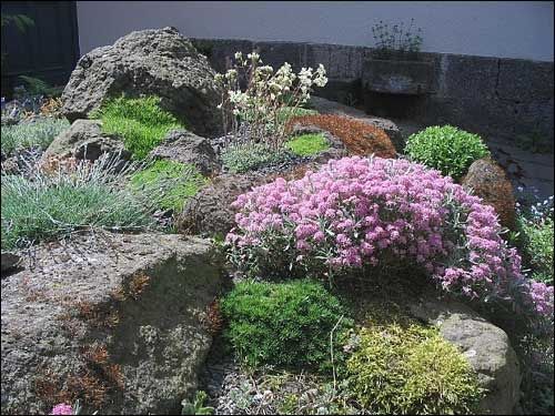 Steingarten - Ptilotrichum spinosum ‘Rubrum’