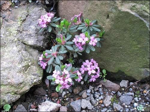 Steingarten - Daphne sericea