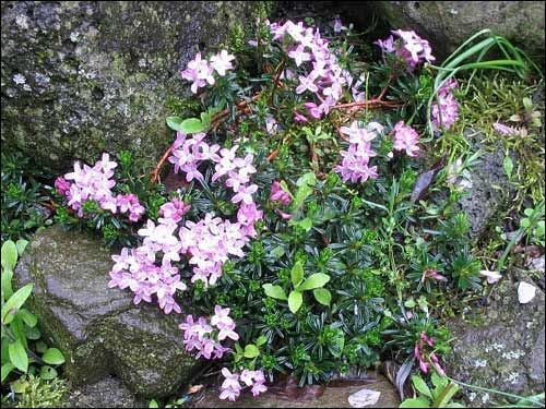 Steingarten - Daphne arbuscula