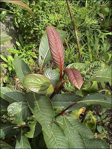 Steingarten - Salix moupinensis