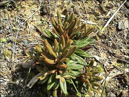 Steingarten - Rhododendron proteoides