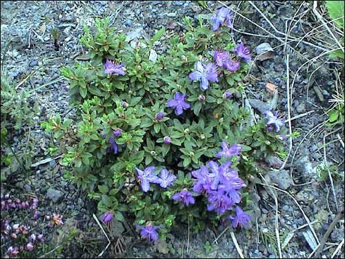 Steingarten - Rhododendron nitidulum var. Omeiense