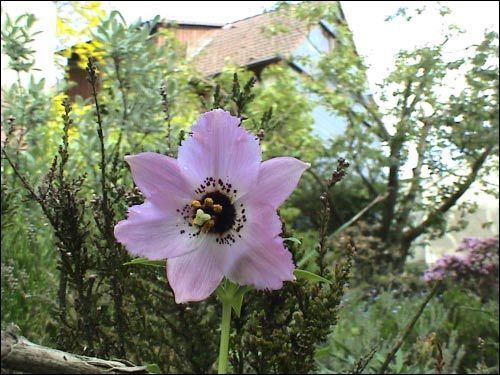 Steingarten - Nomocharis aperta